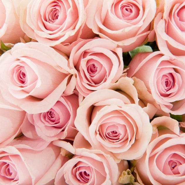 pink tea rose collection – The Lettered Greek Atelier